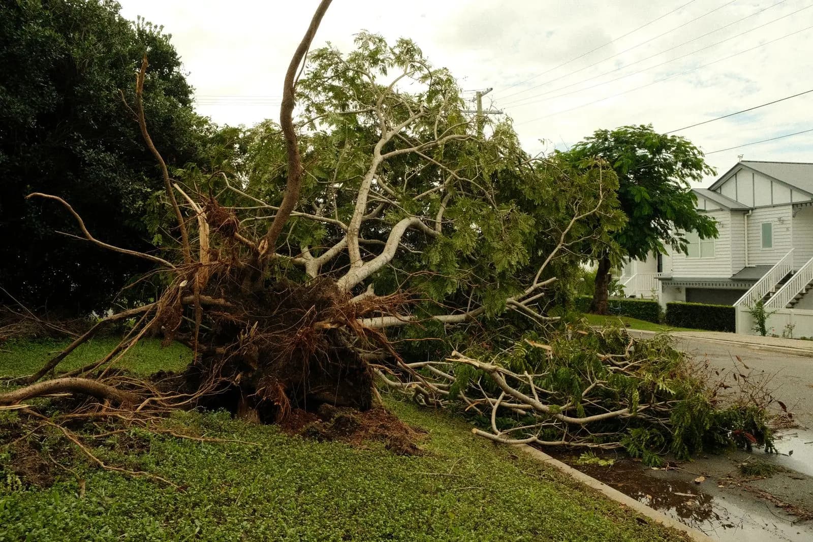 Large tree uprooted beside a house after a severe storm